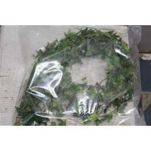 Hedera Green