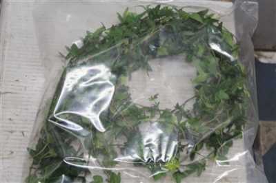 Hedera Green