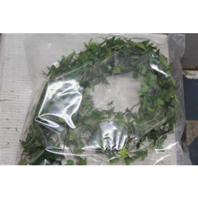 Hedera Green