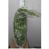Hedera Green Italie X50 Stems!!!!
