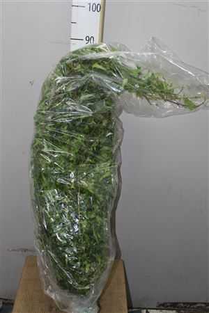 Hedera Green Italie X50 Stems!!!!
