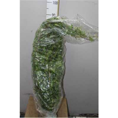 Hedera Green Italie X50 Stems!!!!