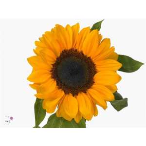 Helianthus Import