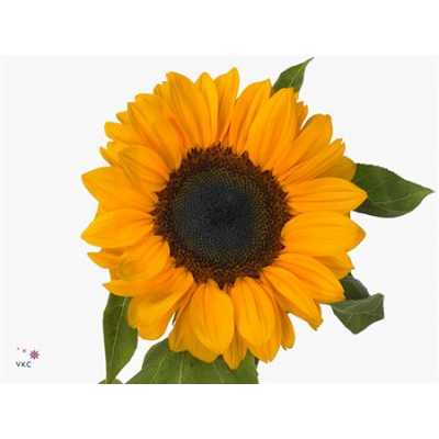 Helianthus Import