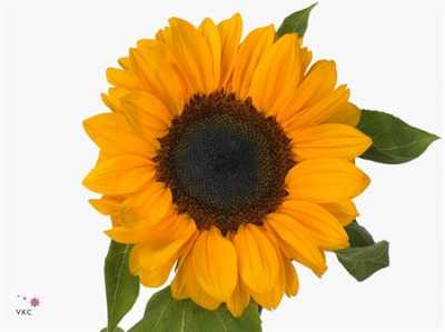 Helianthus Vin Choice