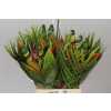 Heliconia Bq Dragon