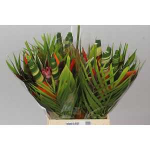 Heliconia Bq Dragon