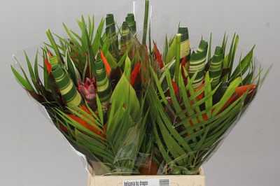 Heliconia Bq Dragon