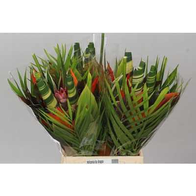 Heliconia Bq Dragon