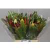 Heliconia Bq Kassoum Round