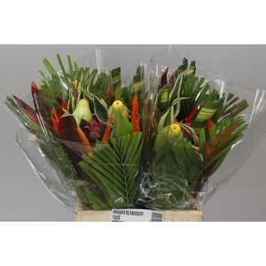 Heliconia Bq Kassoum Round