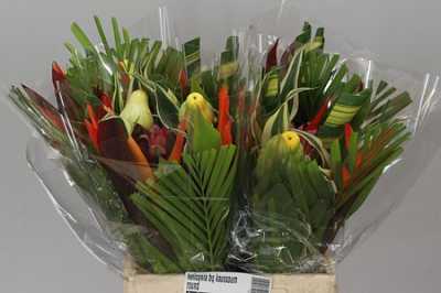 Heliconia Bq Kassoum Round