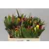Heliconia Bq Petit Round
