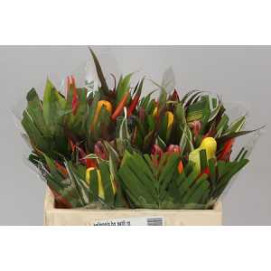 Heliconia Bq Petit Round