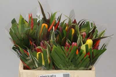 Heliconia Bq Petit Round