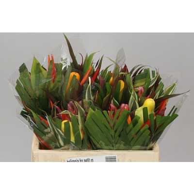 Heliconia Bq Petit Round