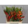 Heliconia Bq Wara
