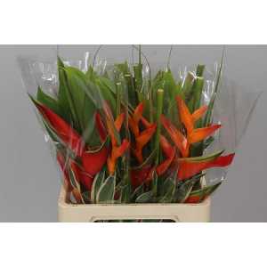 Heliconia Bq Wara