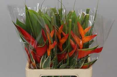 Heliconia Bq Wara