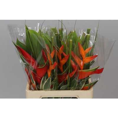 Heliconia Bq Wara