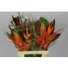 Heliconia Bq Washingtonia