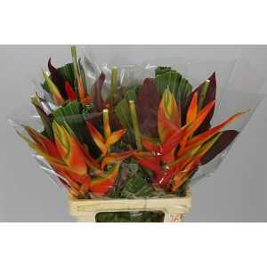 Heliconia Bq Washingtonia