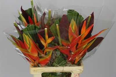 Heliconia Bq Washingtonia
