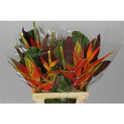 Heliconia Bq Washingtonia