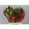 Heliconia Bq Zaire