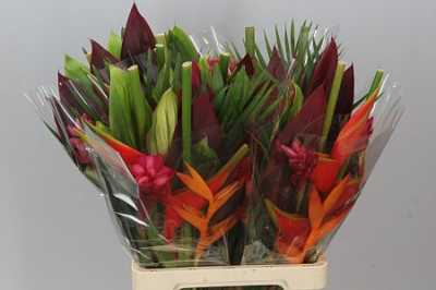 Heliconia Bq Zaire