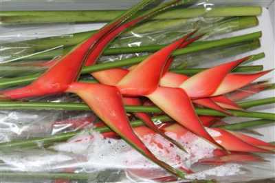 Heliconia St Tropical