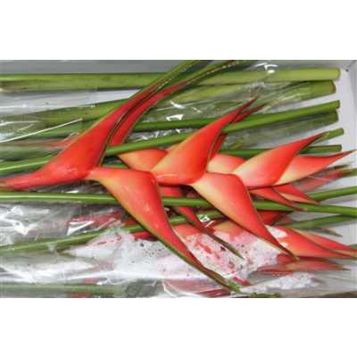 Heliconia St Tropical