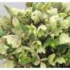 Helleborus Magnificent Bells