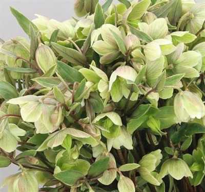 Helleborus Magnificent Bells