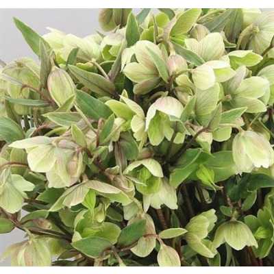 Helleborus Magnificent Bells