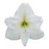 Амариллис Белый (White)