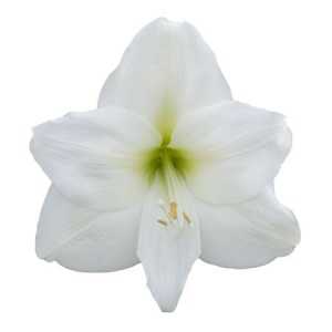 Амариллис Белый (White)