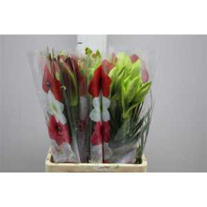 Амариллис Веерный Микс (Bq Mixed (3 + Leaf))