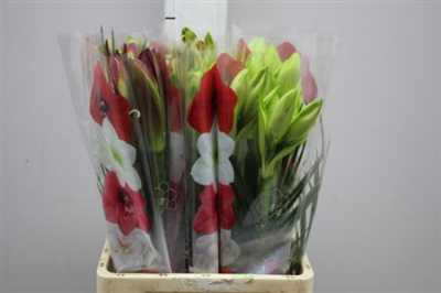 Амариллис Веерный Микс (Bq Mixed (3 + Leaf))