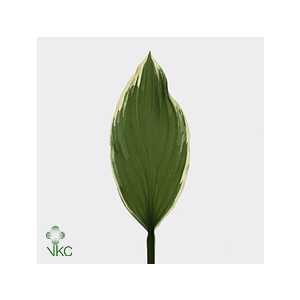 Hosta Albomanginata