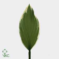 Hosta Albomanginata