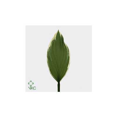 Hosta Albomanginata
