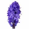 Hyac Blue