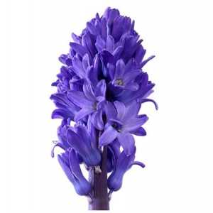 Hyac Blue