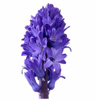 Hyac Blue