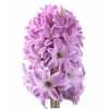 Hyac Lilac