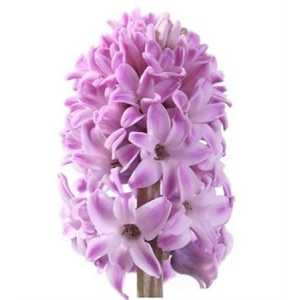 Hyac Lilac