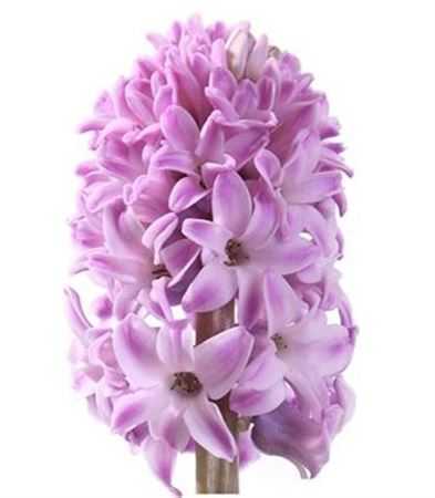 Hyac Lilac