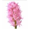 Hyac Pink