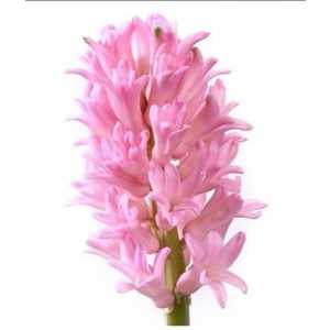 Hyac Pink